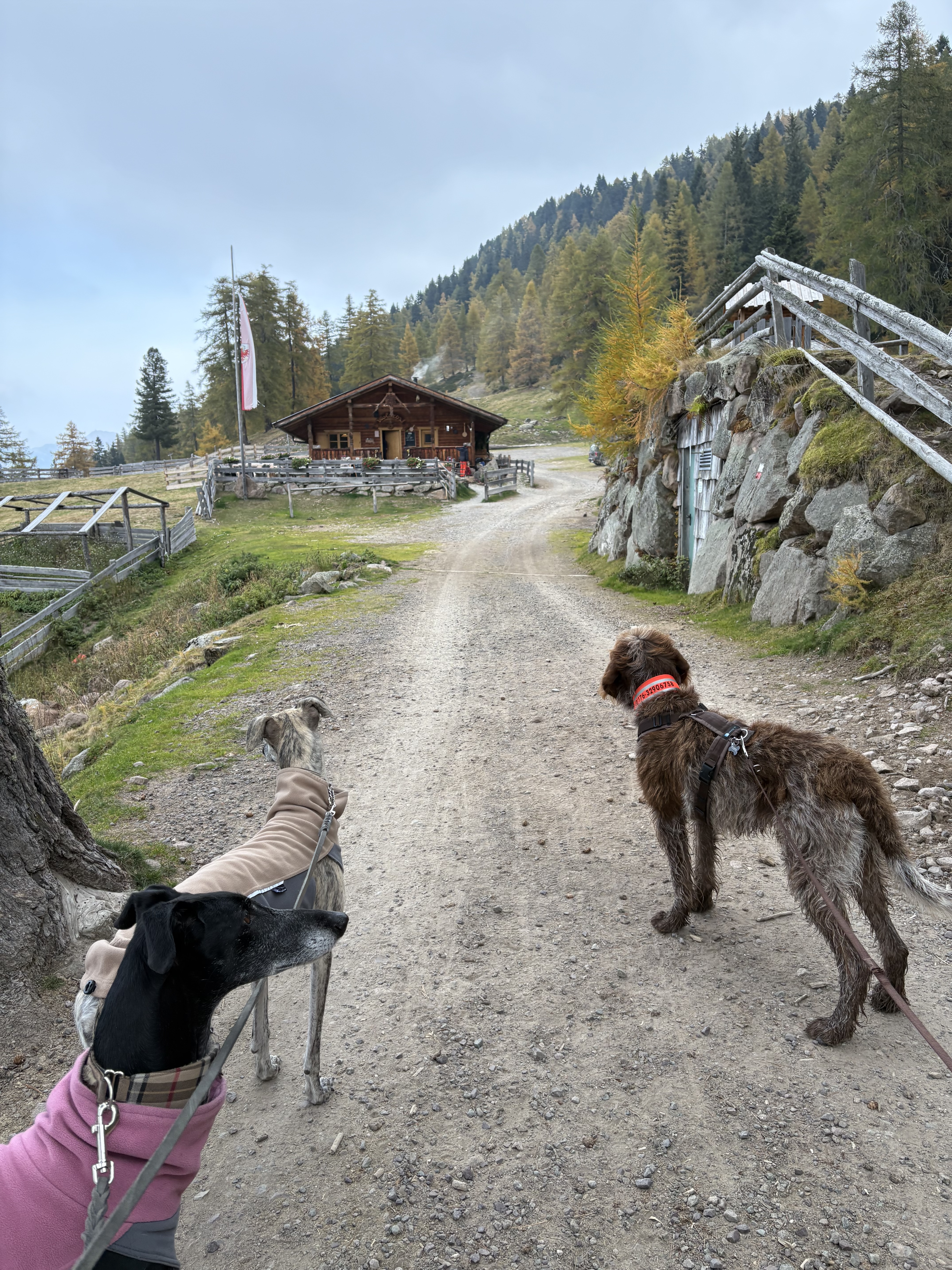 Wanderung mit Hunden auf dem Weg zur Berghütte