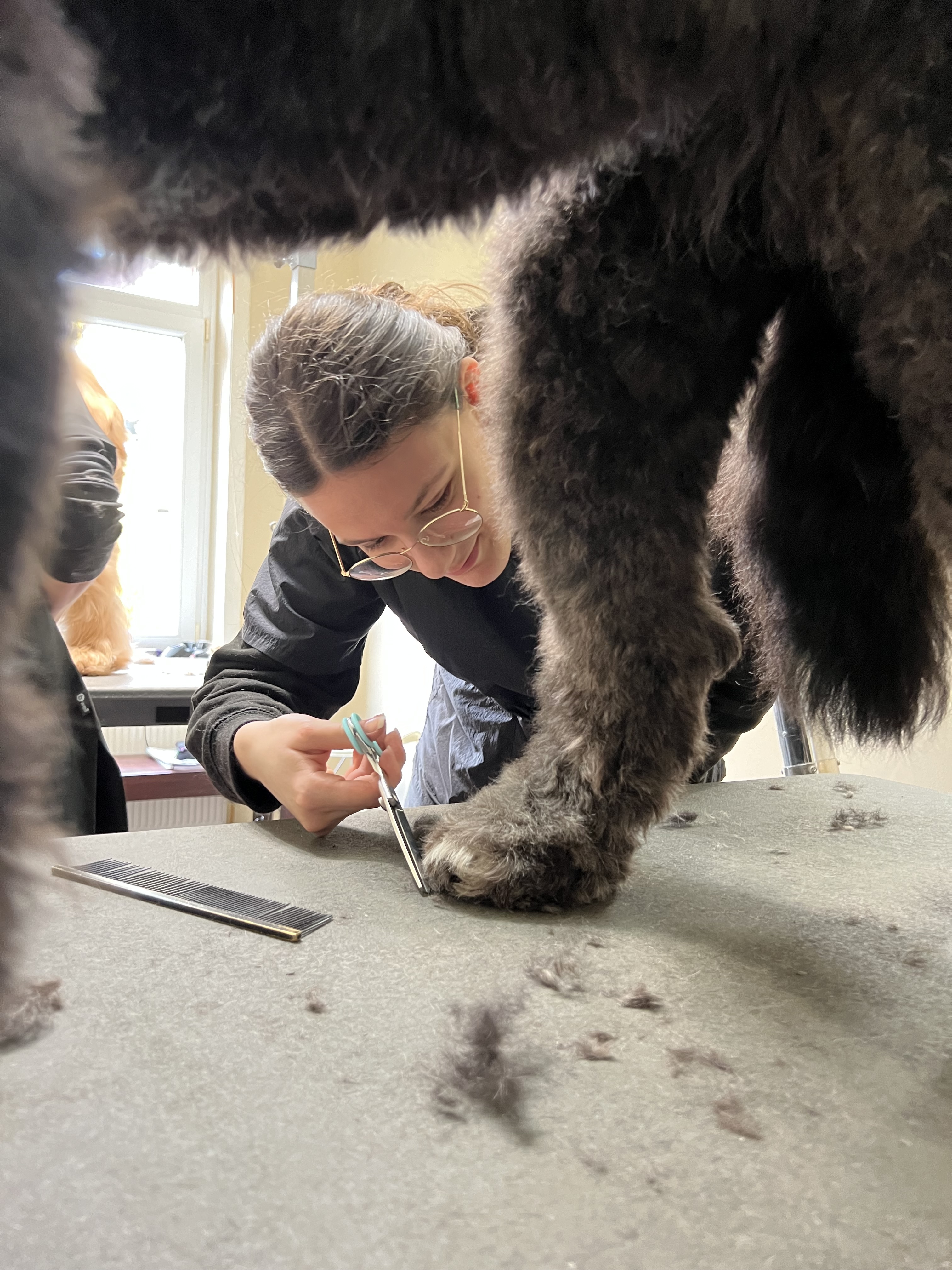 Nahaufnahme: Schülerin schneidet das Fell an den Pfoten des Hundes