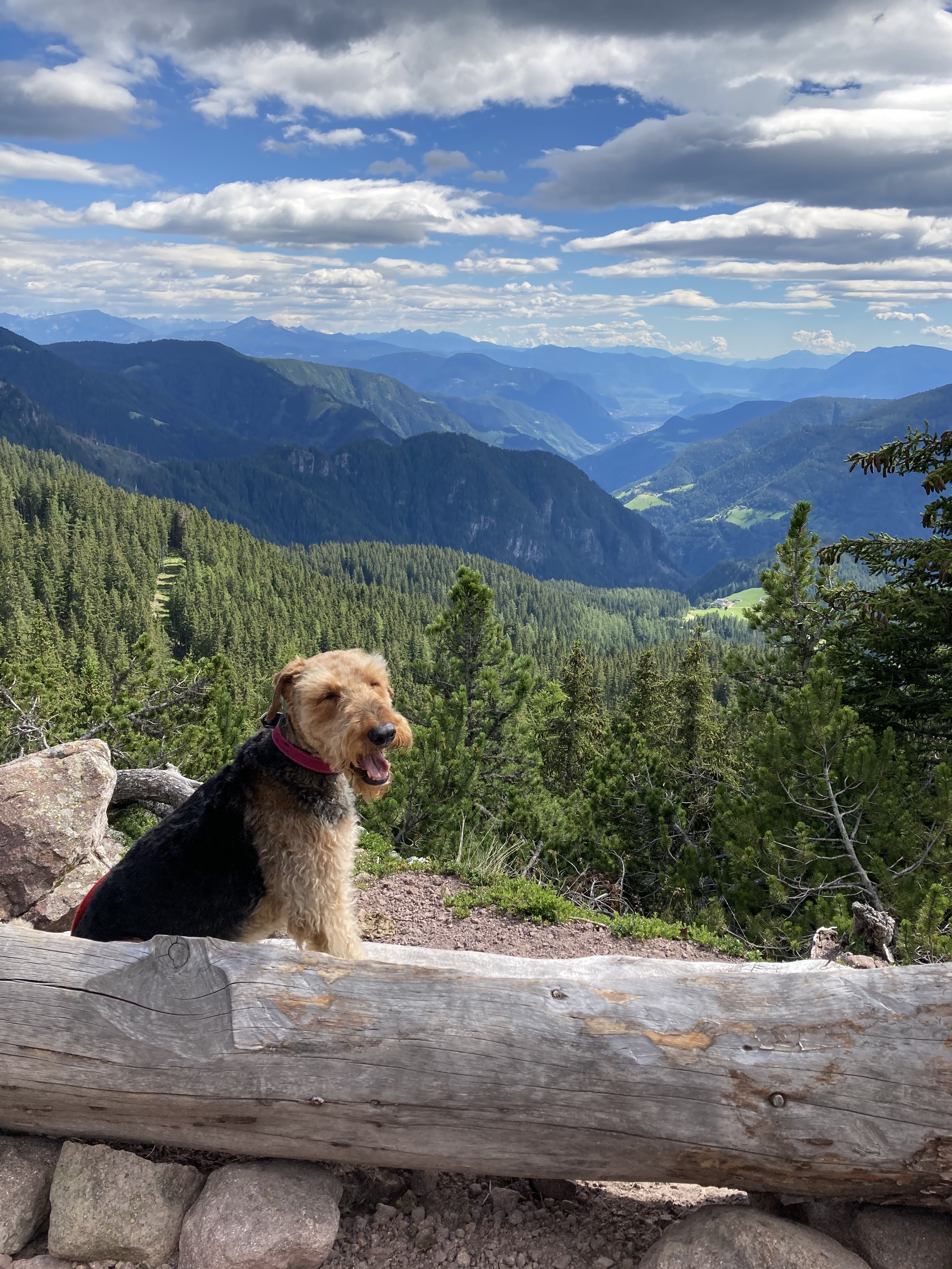 Hund sitzt vor einer Bank mit Bergblick im Hintergrund