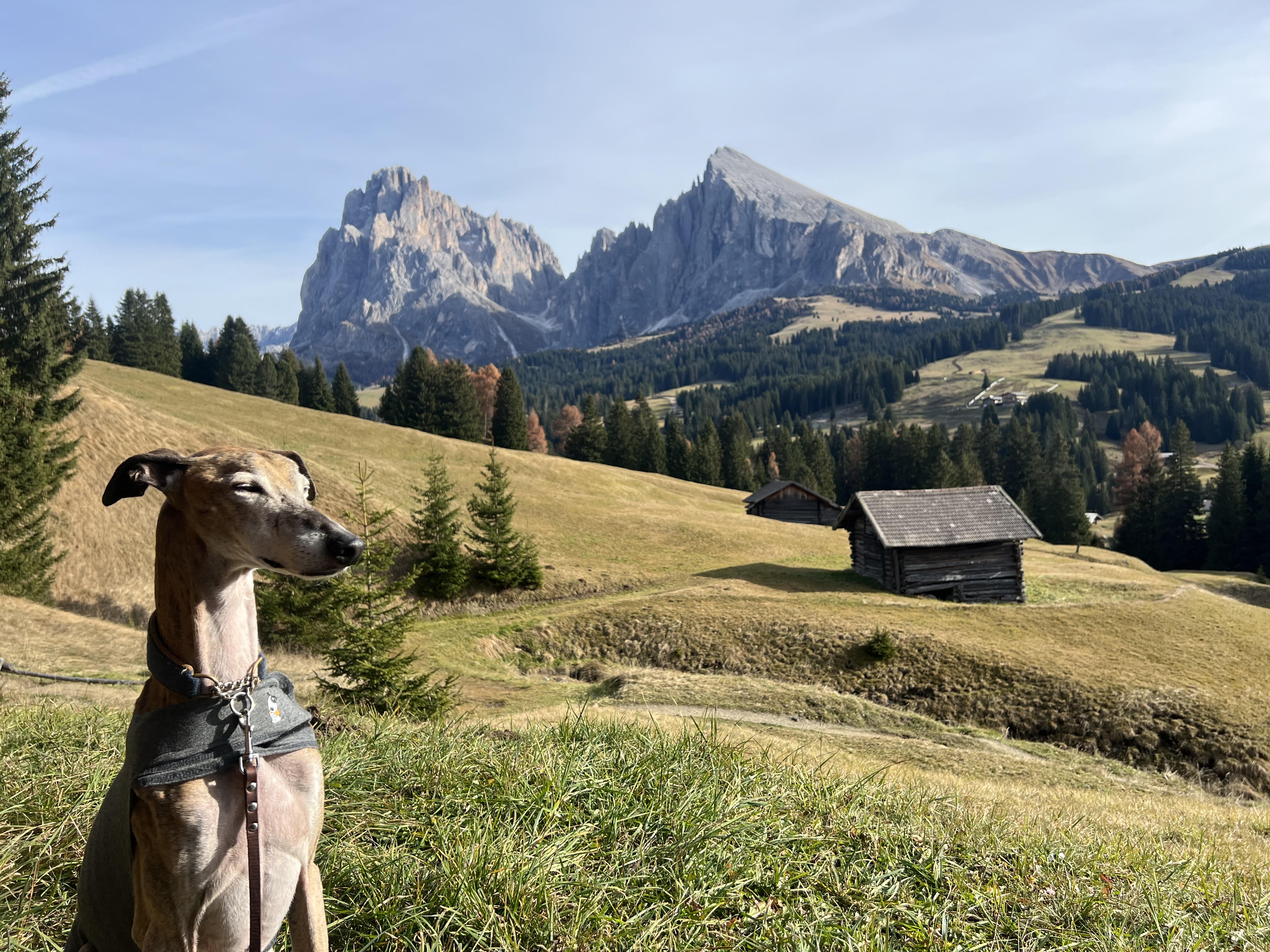 Aussicht auf eine Almwiese vor den Dolomiten